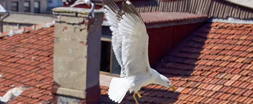 Residential Chimney Animal Removal Solution in Boulder City, NV